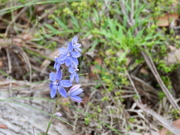 Dotted sun orchid (thelymitra ixioides)